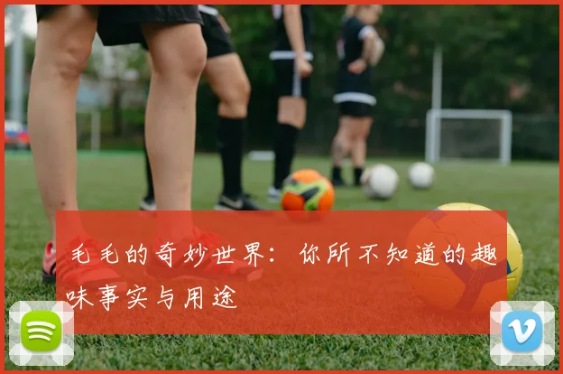 毛毛的奇妙世界:你所不知道的趣味事实与用途